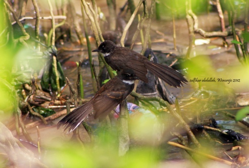 Rhipidura javanica, Kipasan Belang, burung atraktif pengunjung setia area mangrove